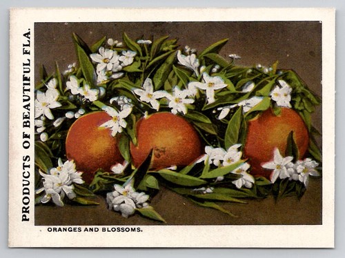 Florida orange blossom - florida,